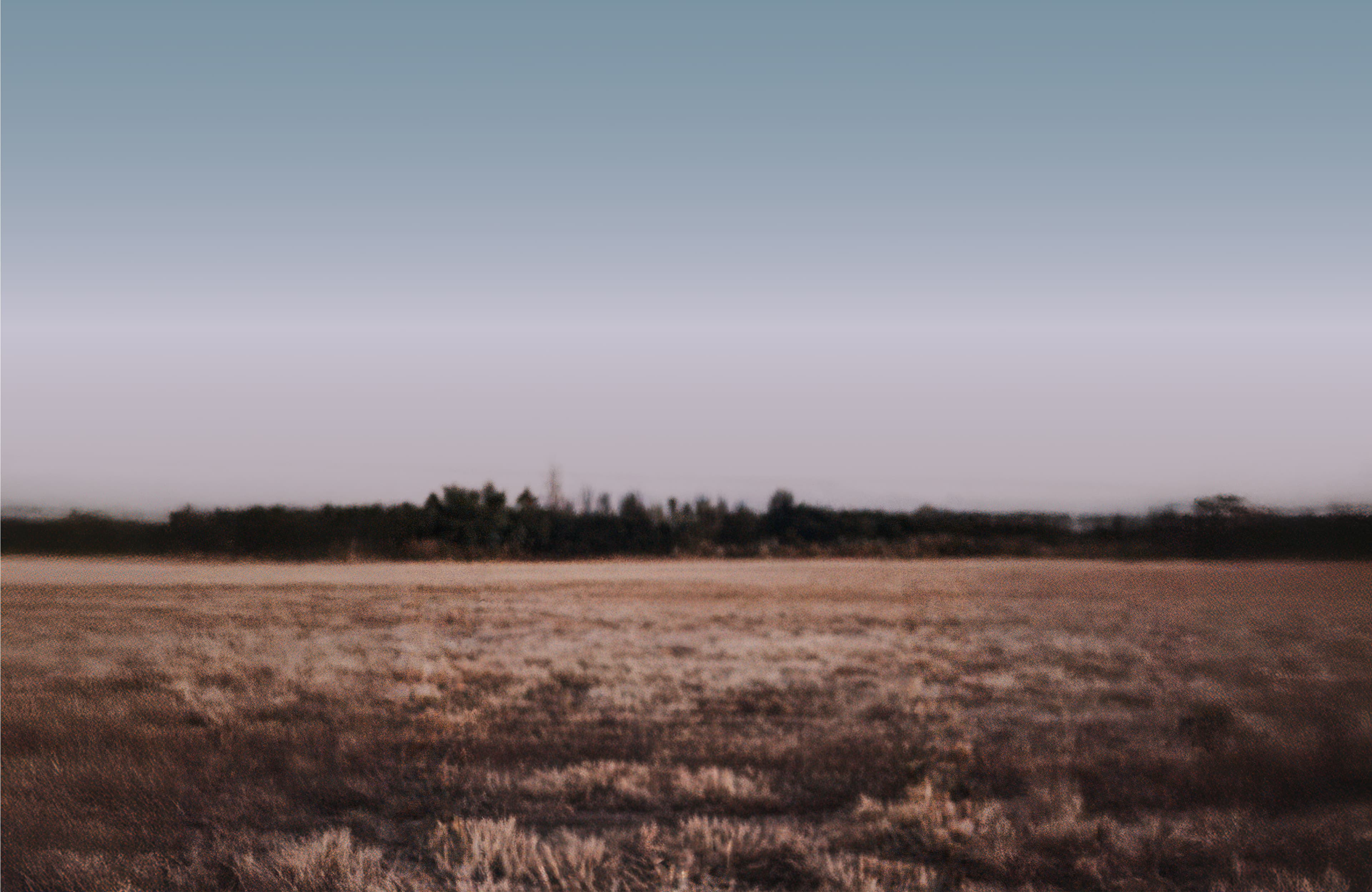 Daniel Orellana Background